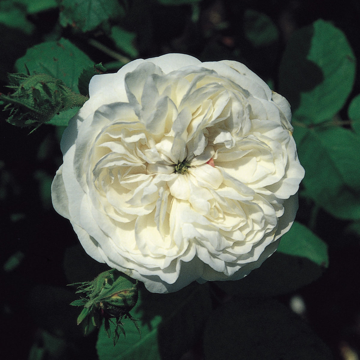 Mme. Hardy | Old Rose | David Austin Roses