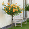 Lady of Shalott®