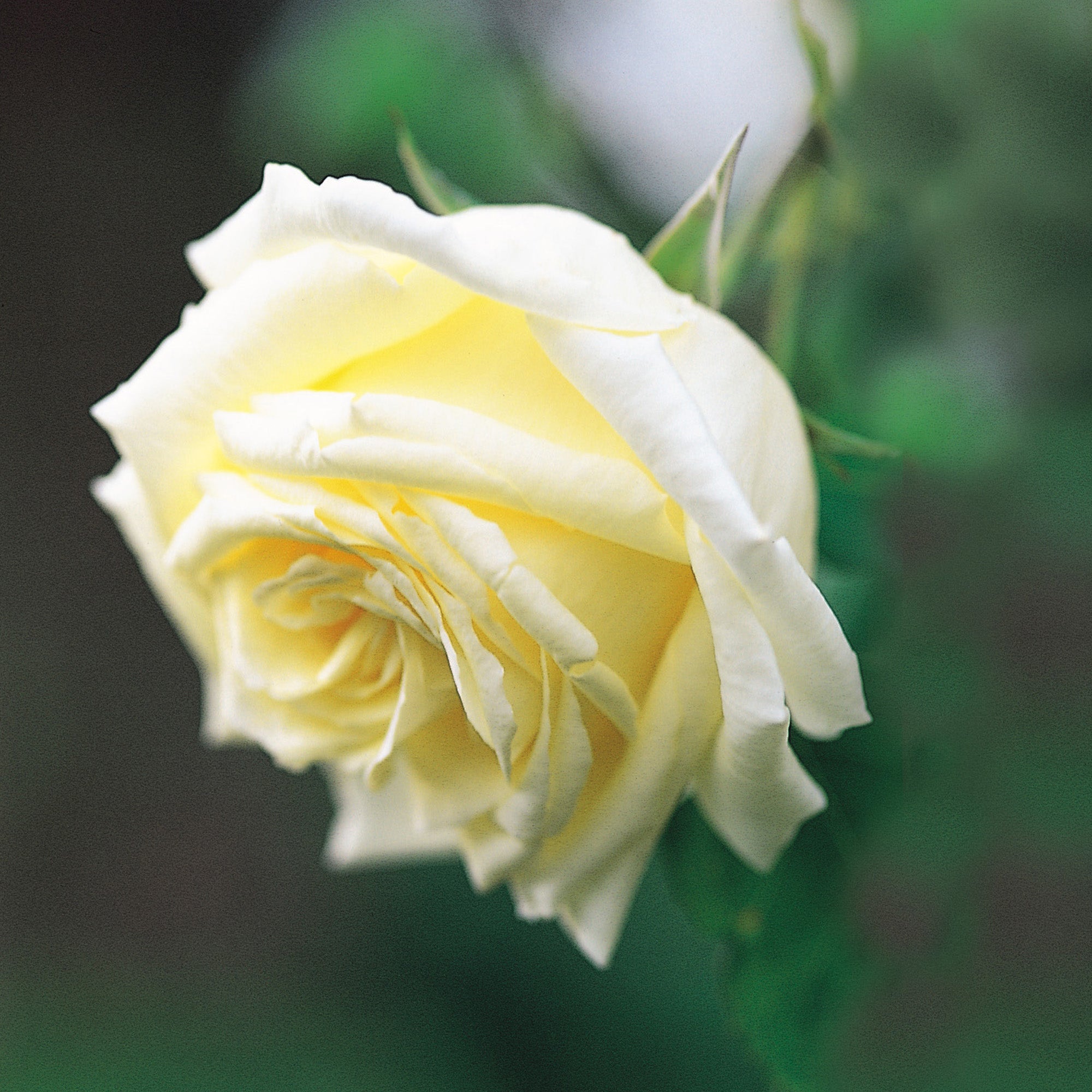 Pale Lemon Roses Paul's Lemon Pillar | Climbing Rose | David Austin Roses