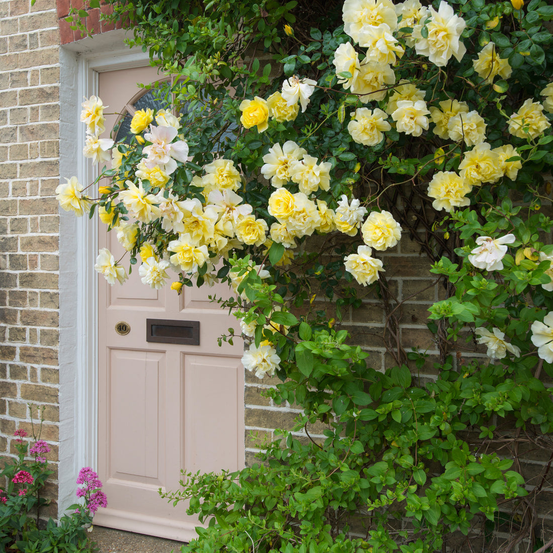 Yellow Clumbing Roses Yellow Climbing Roses | David Austin Roses