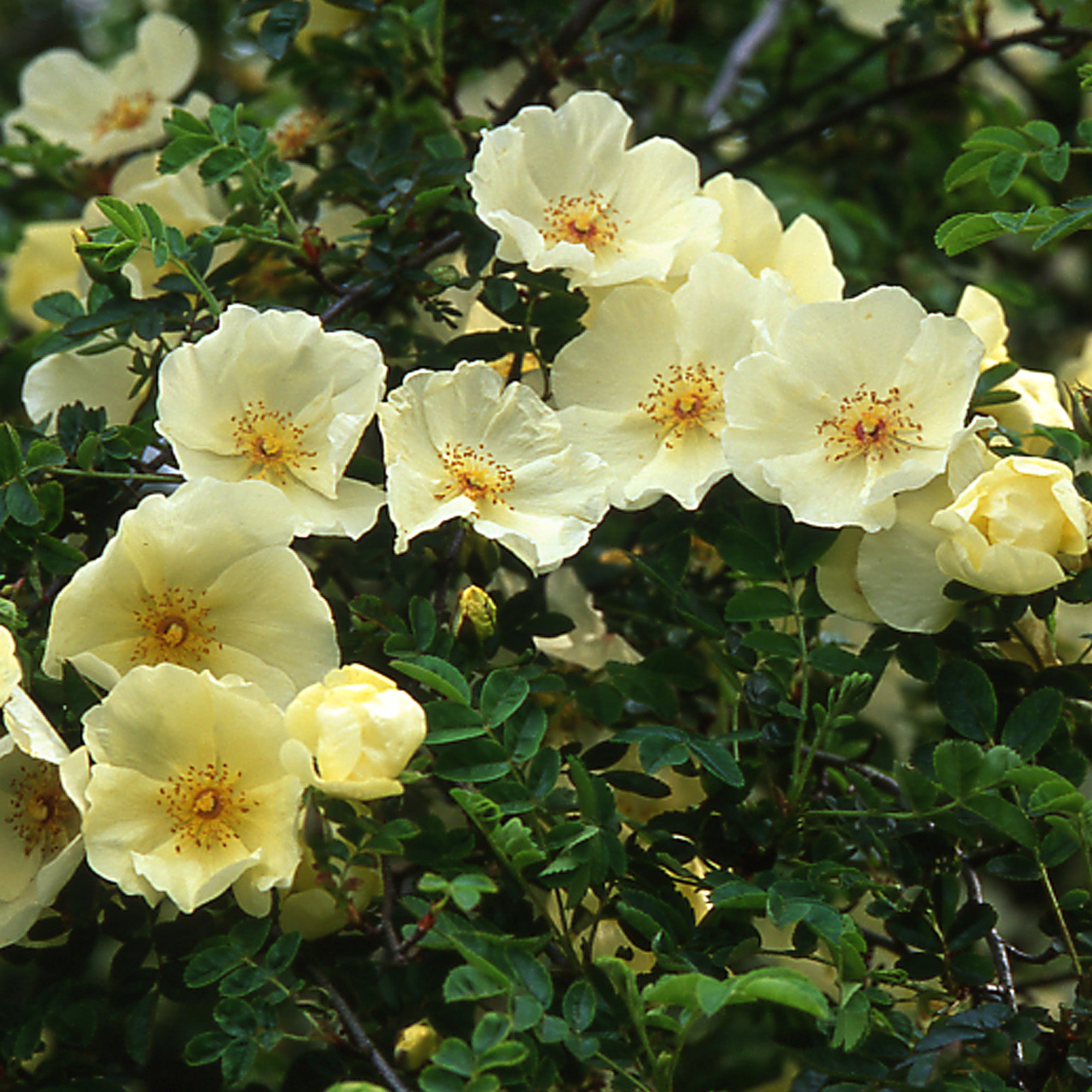 R. spin. ‘Ormiston Roy'