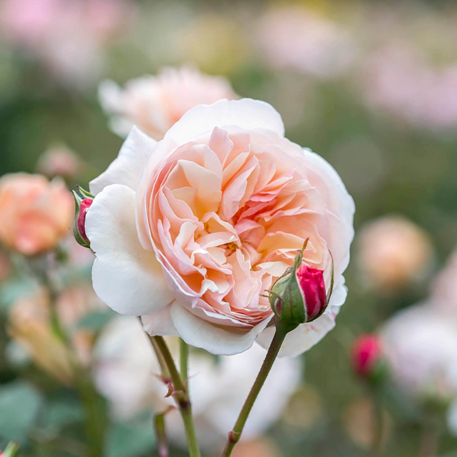 A Shropshire Lad®