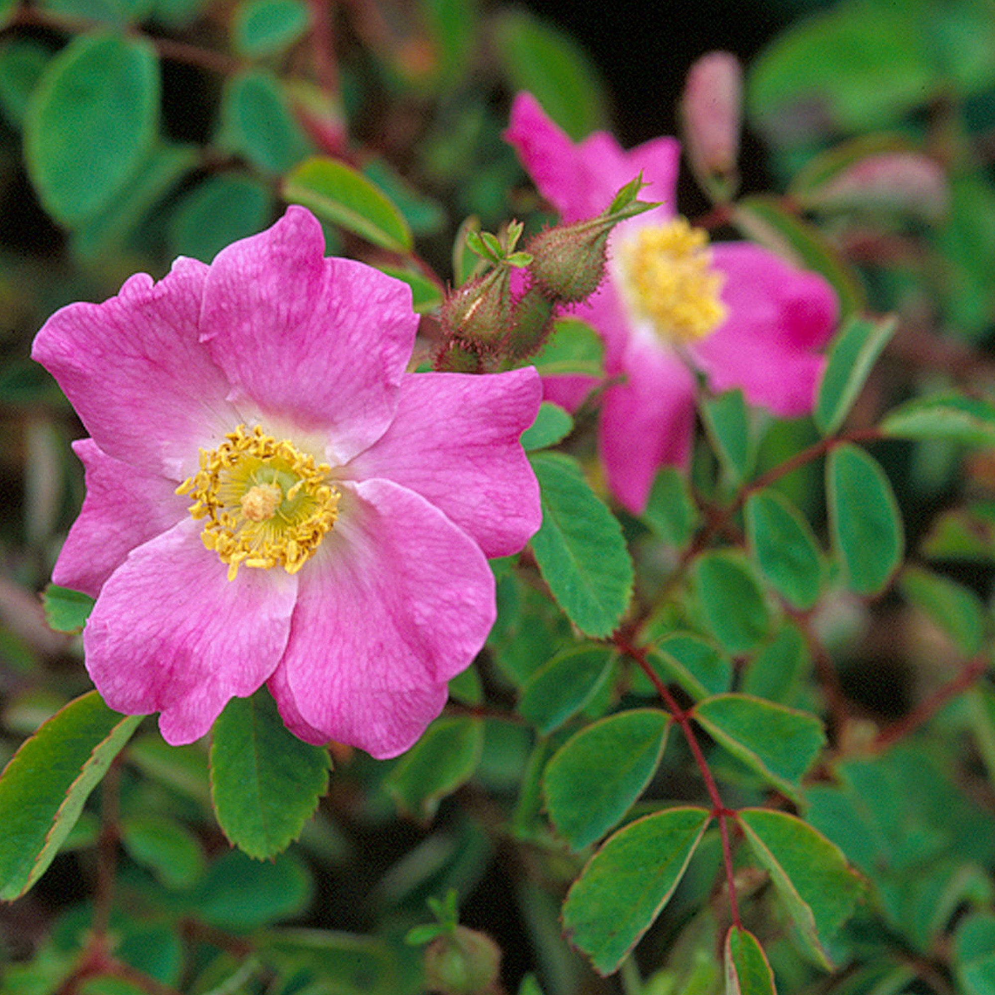 R. multibracteata