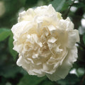 Mme. Alfred Carrière