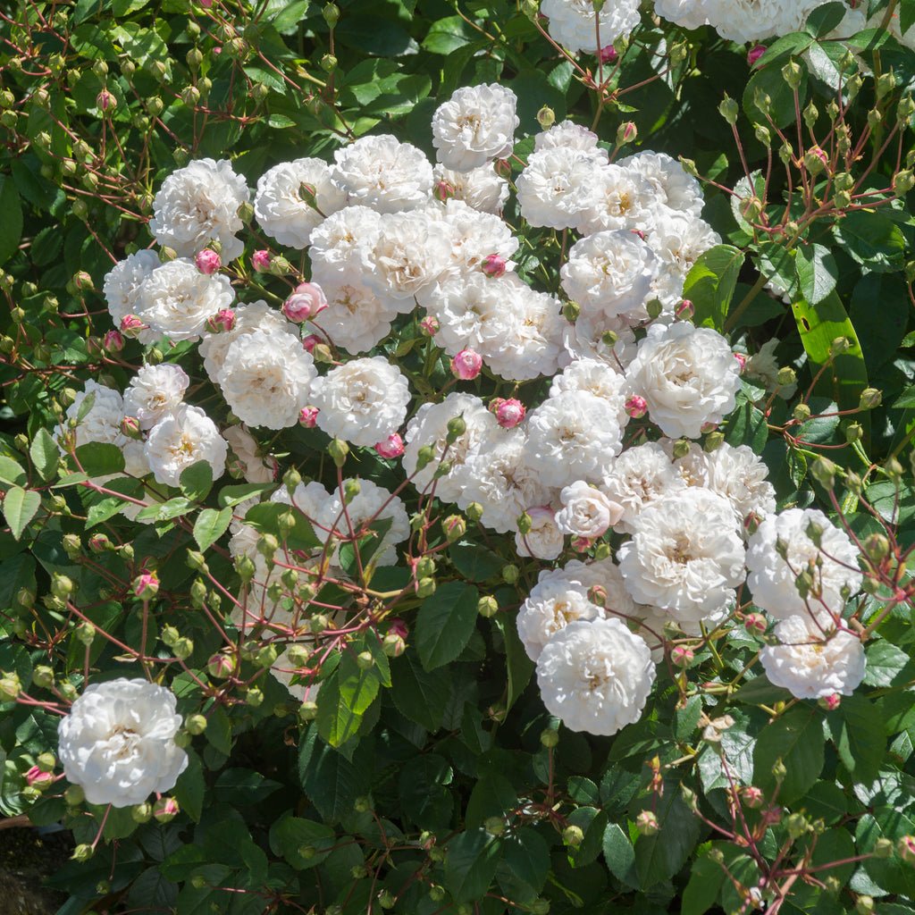 Marie-Jeanne | Dwarf Polyantha | David Austin Roses