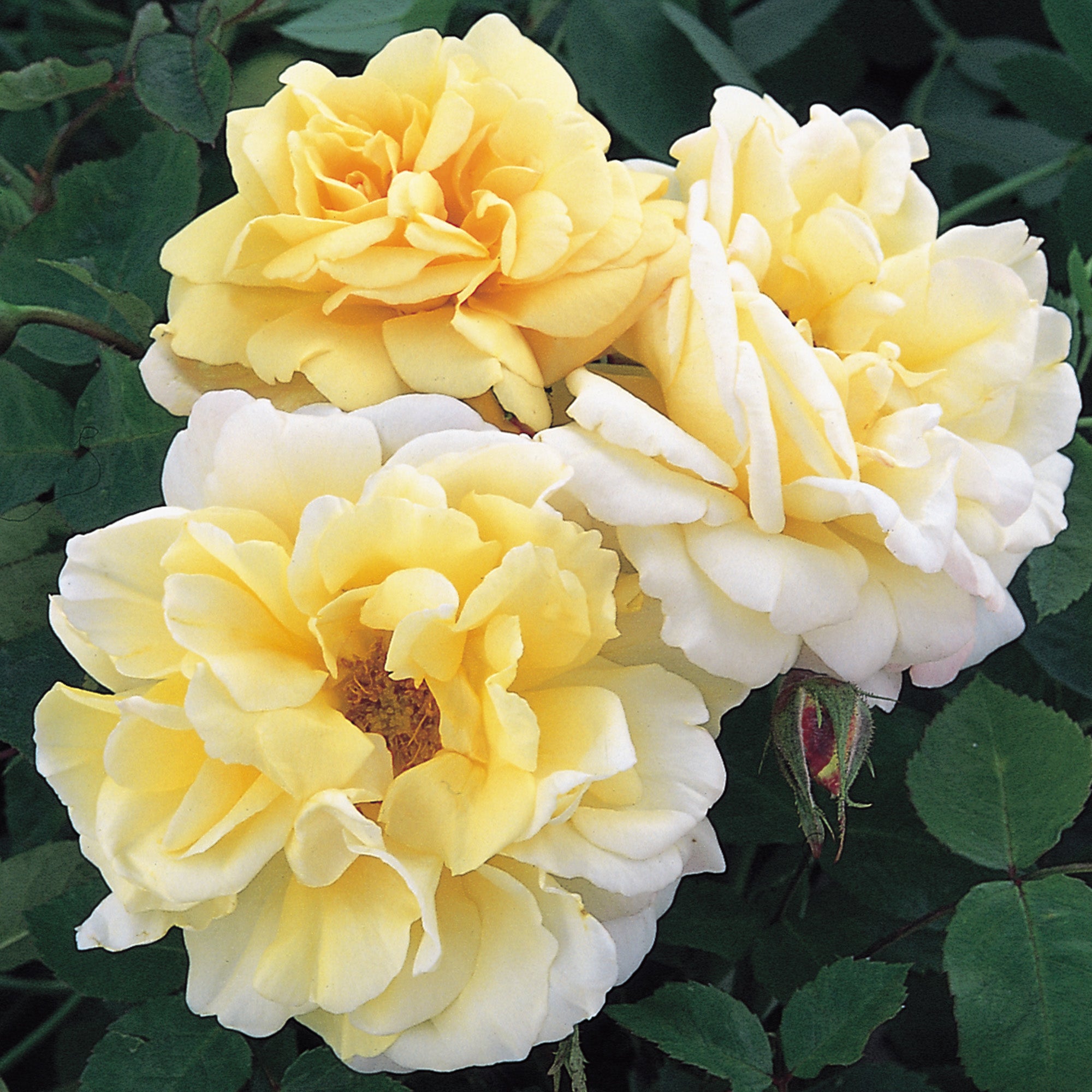 David Austin Rambler Easlea's Golden Rambler | Rambling Rose | David Austin Roses