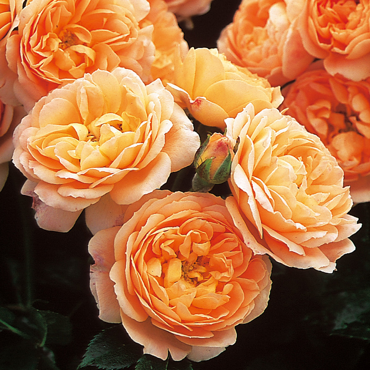 Sweet Dream | Patio Rose | David Austin Roses