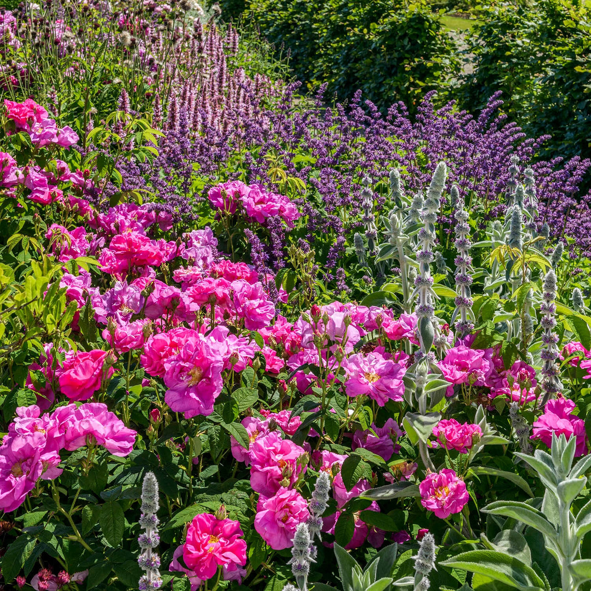 R. gallica 'Officinalis' | Old Rose | David Austin Roses