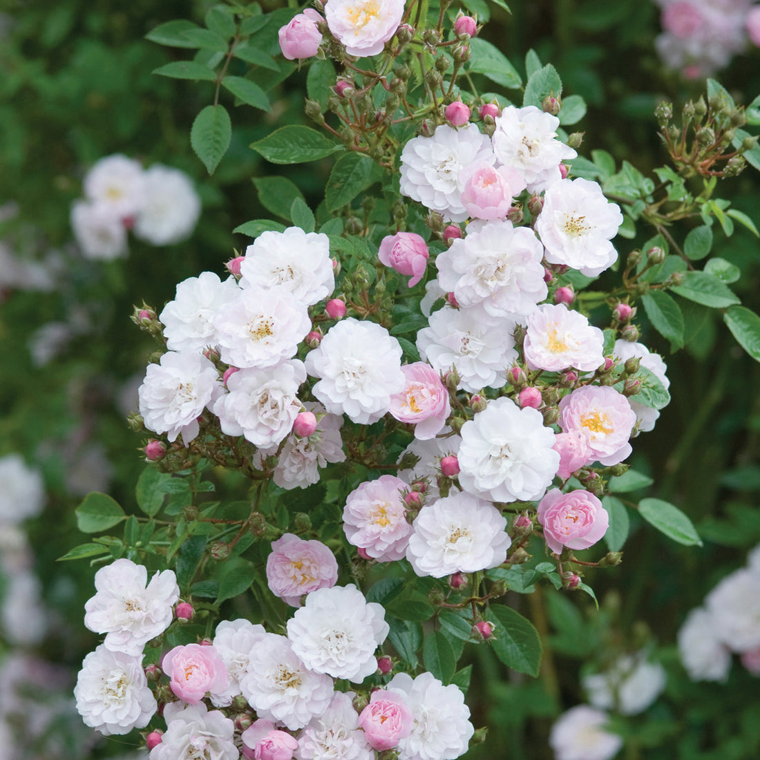 Little Rambler | Rambling Rose | David Austin Roses