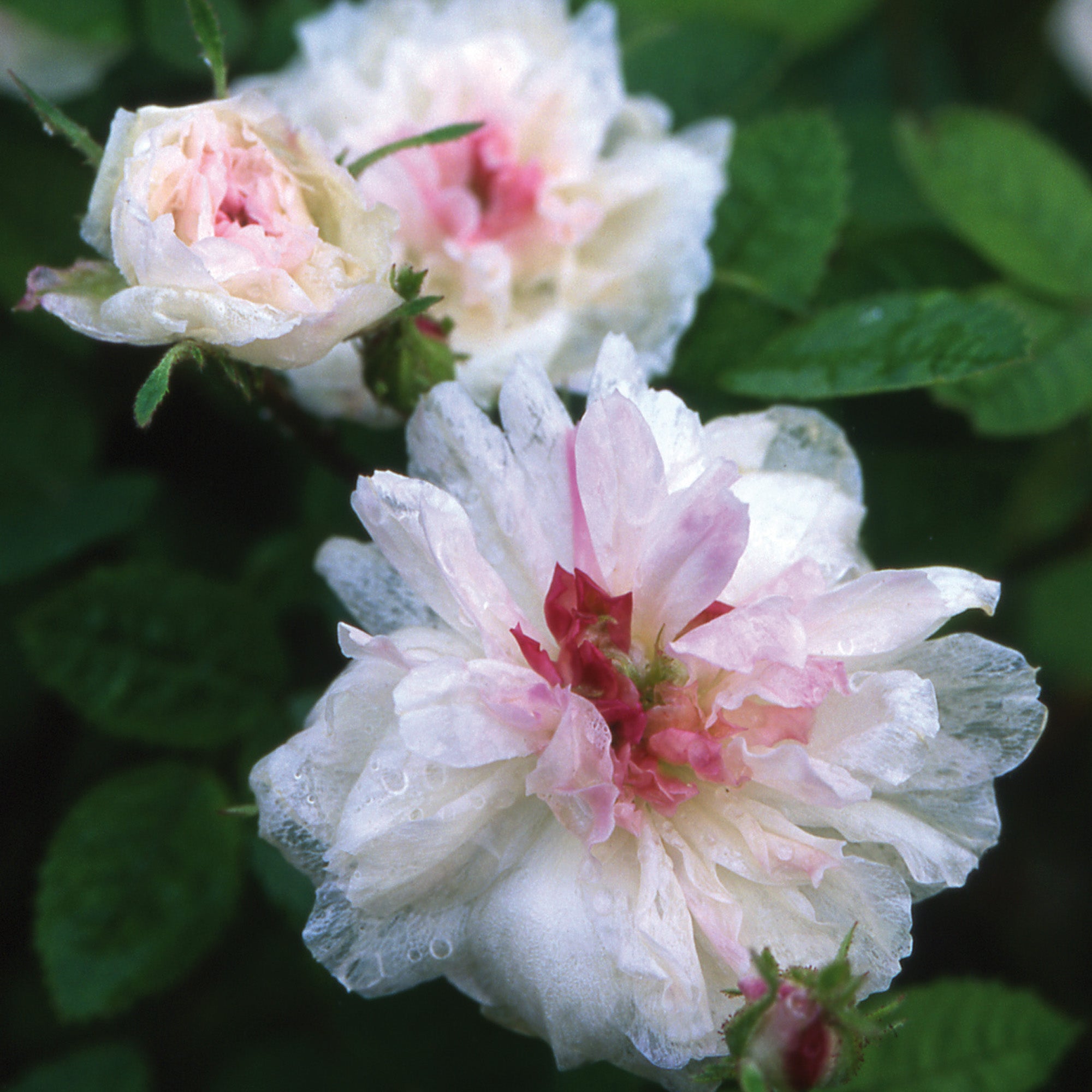 White de Meaux