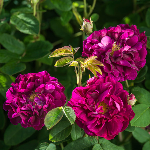 Тоскана - Tuscany (Shrub Rose): описание, характеристики, фото и отзывы