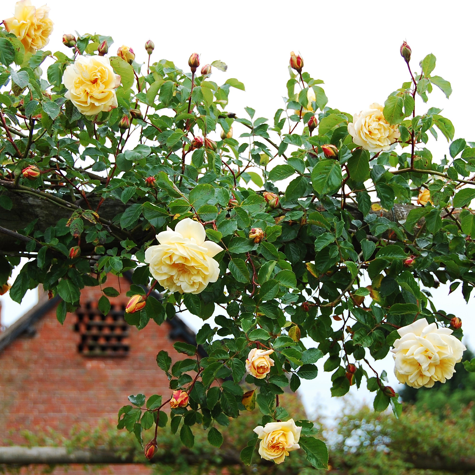David Austin Rambler Easlea's Golden Rambler | Rambling Rose | David Austin Roses
