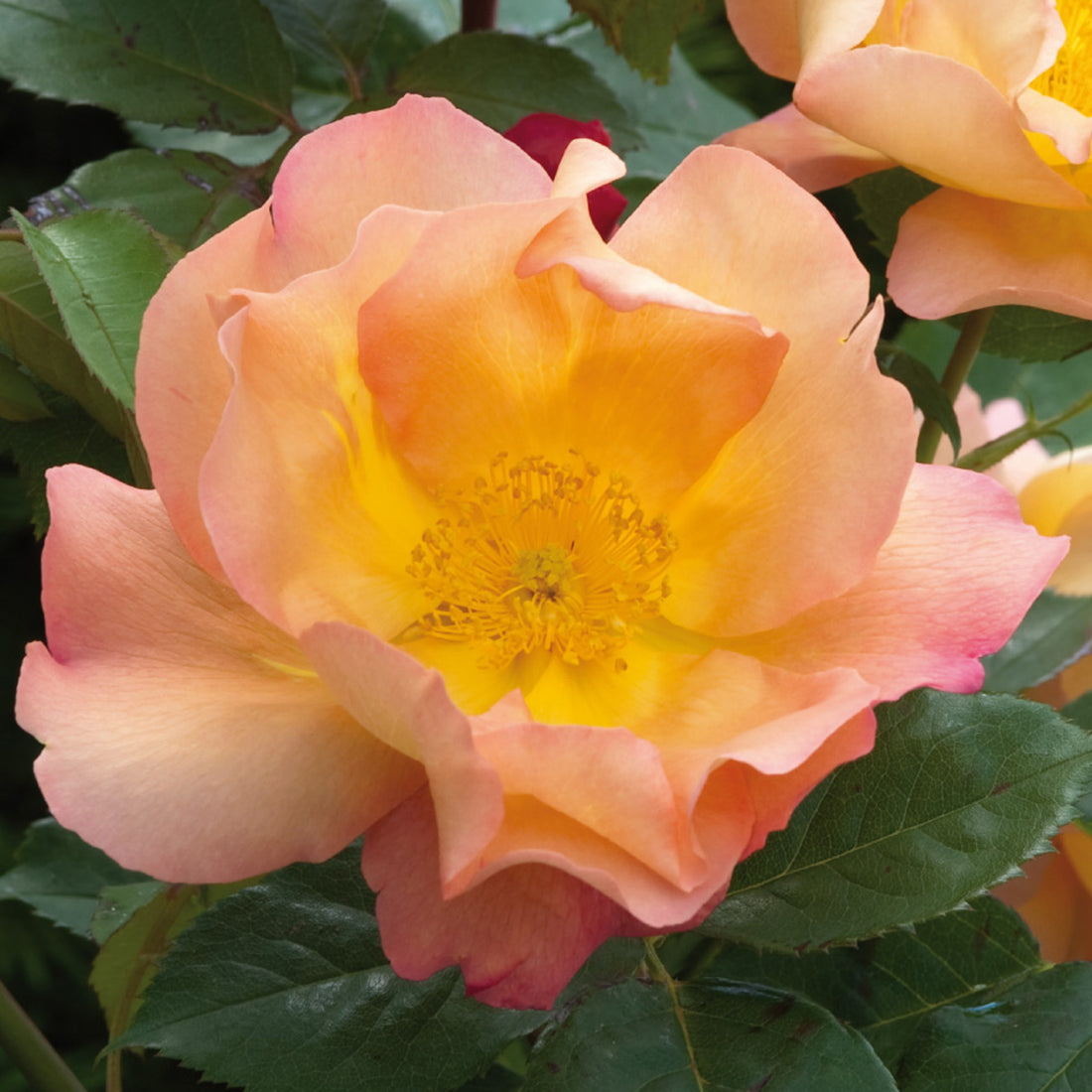 Fighting Temeraire (Austrava) | English Shrub Rose | David Austin Roses
