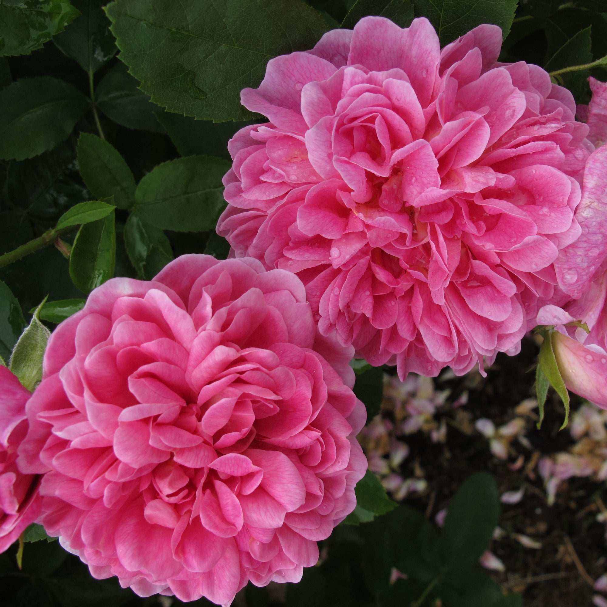 The Countryman (Ausman) | English Shrub Rose | David Austin Roses
