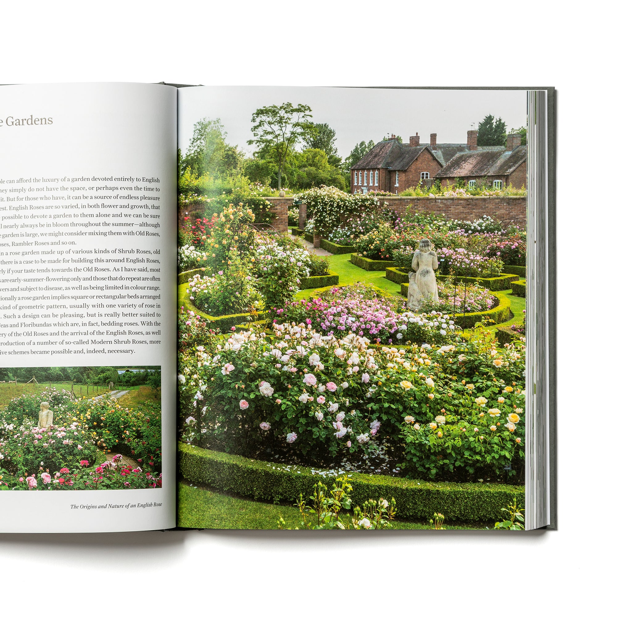 The English Roses by David Austin