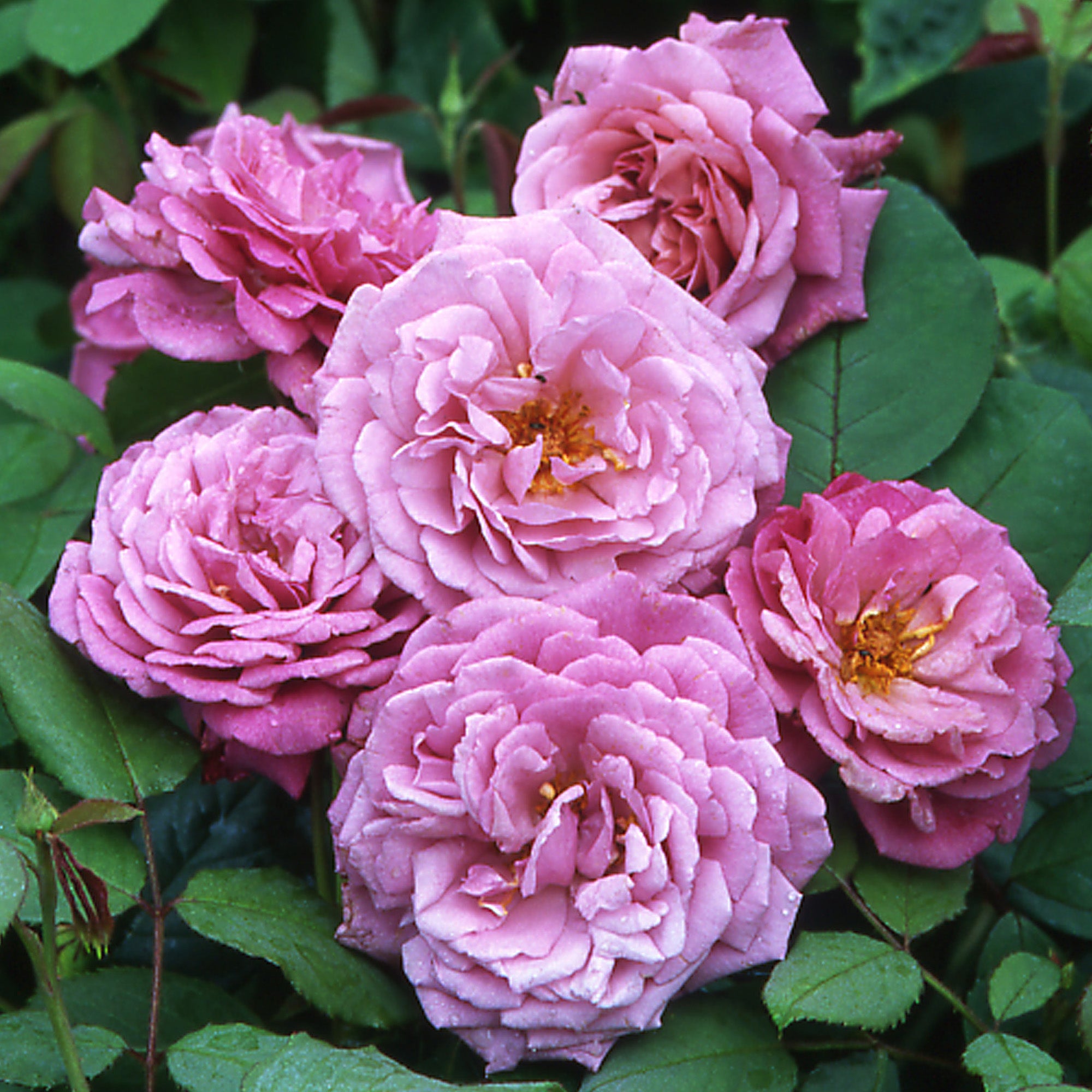 Deep Magenta Roses Magenta | Shrub Rose | David Austin Roses