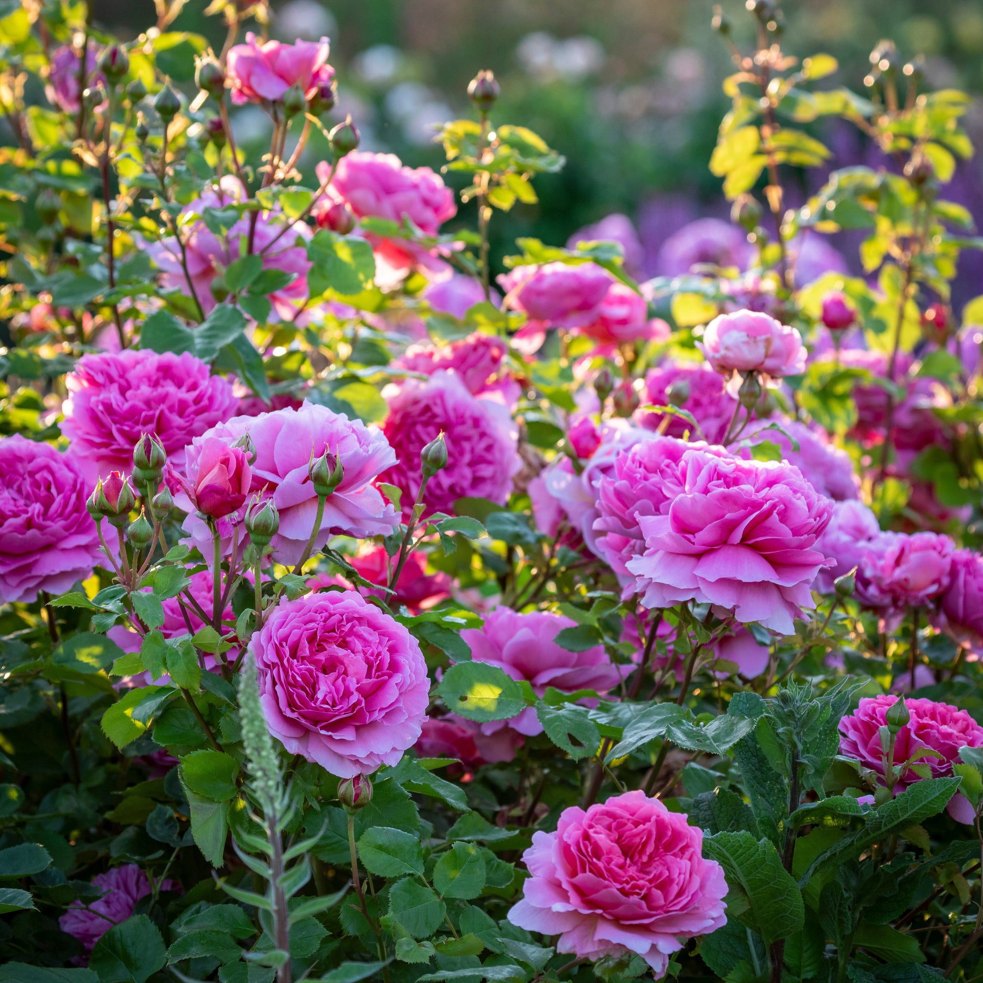 Ehglish Roses Princess Alexandra of Kent (Ausmerchant) | English Shrub Rose | David ...
