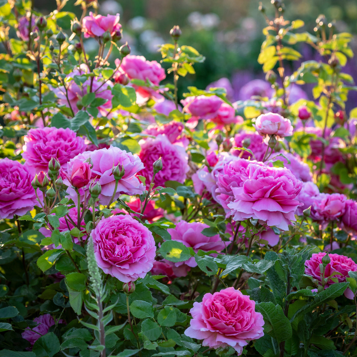 Ehglish Roses Princess Alexandra of Kent (Ausmerchant) | English Shrub Rose | David ...