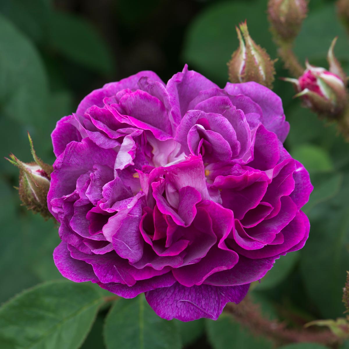 William Lobb | Old Rose | David Austin Roses