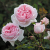 The Wedgwood Rose®