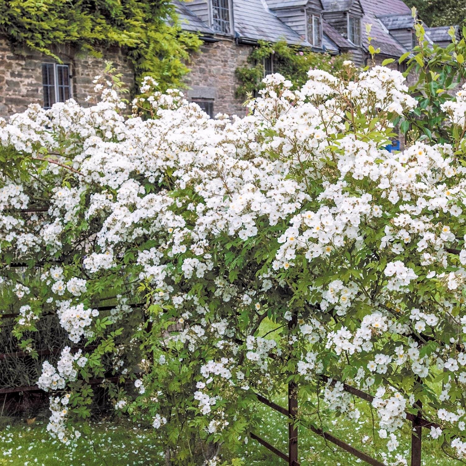 Rambling Rector