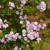 Paul's Himalayan Musk