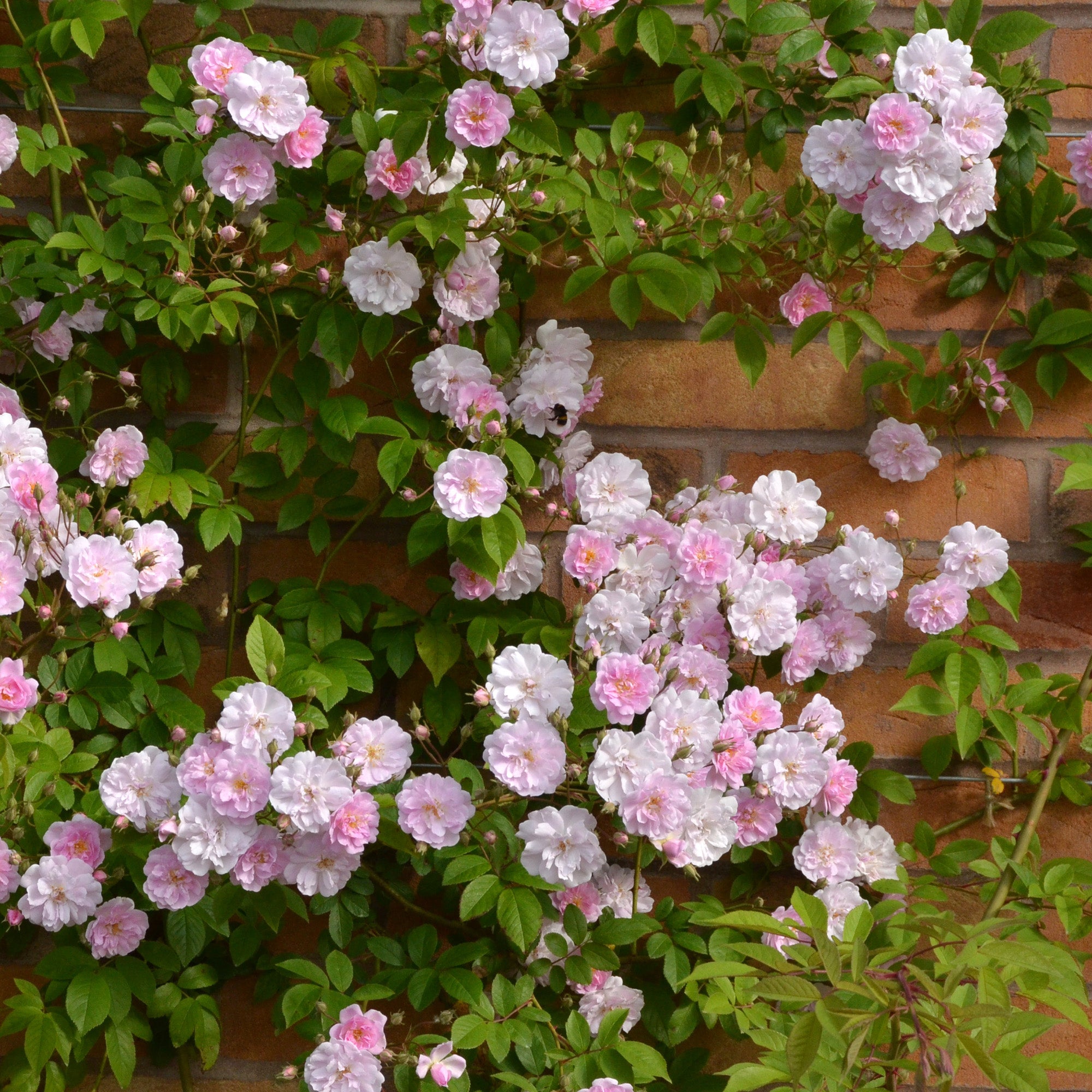 Paul’s Himalayan Musk