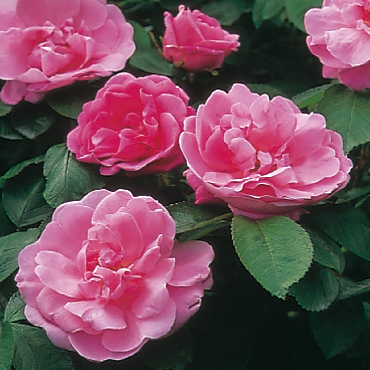 Fragrant Rugosa Roses Rosa Rugosa Rose | David Austin Roses