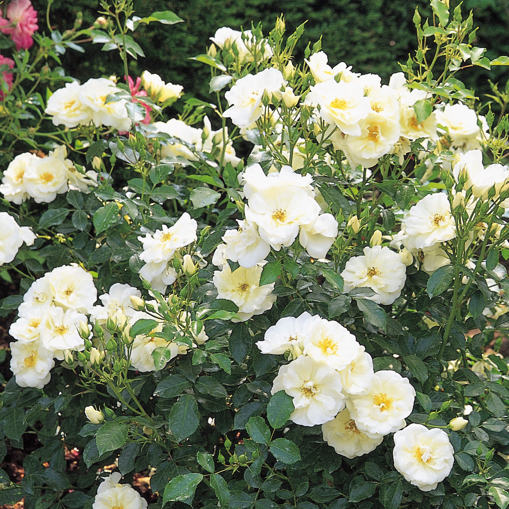 White Flower Carpet | Ground Cover Rose | David Austin Roses