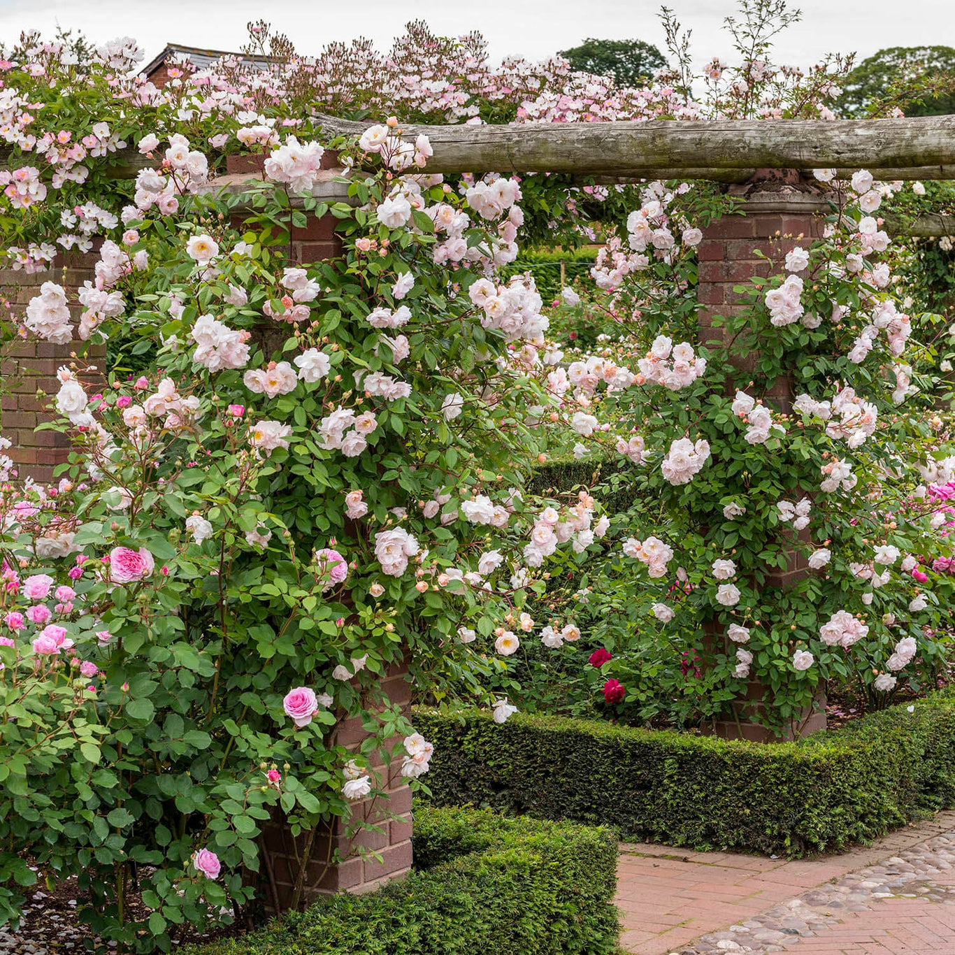 The Lady of the Lake (Ausherbert) | English Rambling Rose | David ...