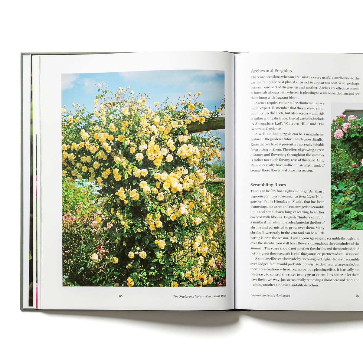 The English Roses by David Austin - Books - Gifts