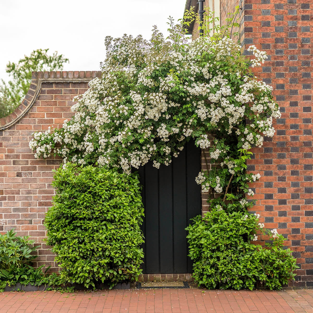 Rambling Rector | Rambling Rose | David Austin Roses