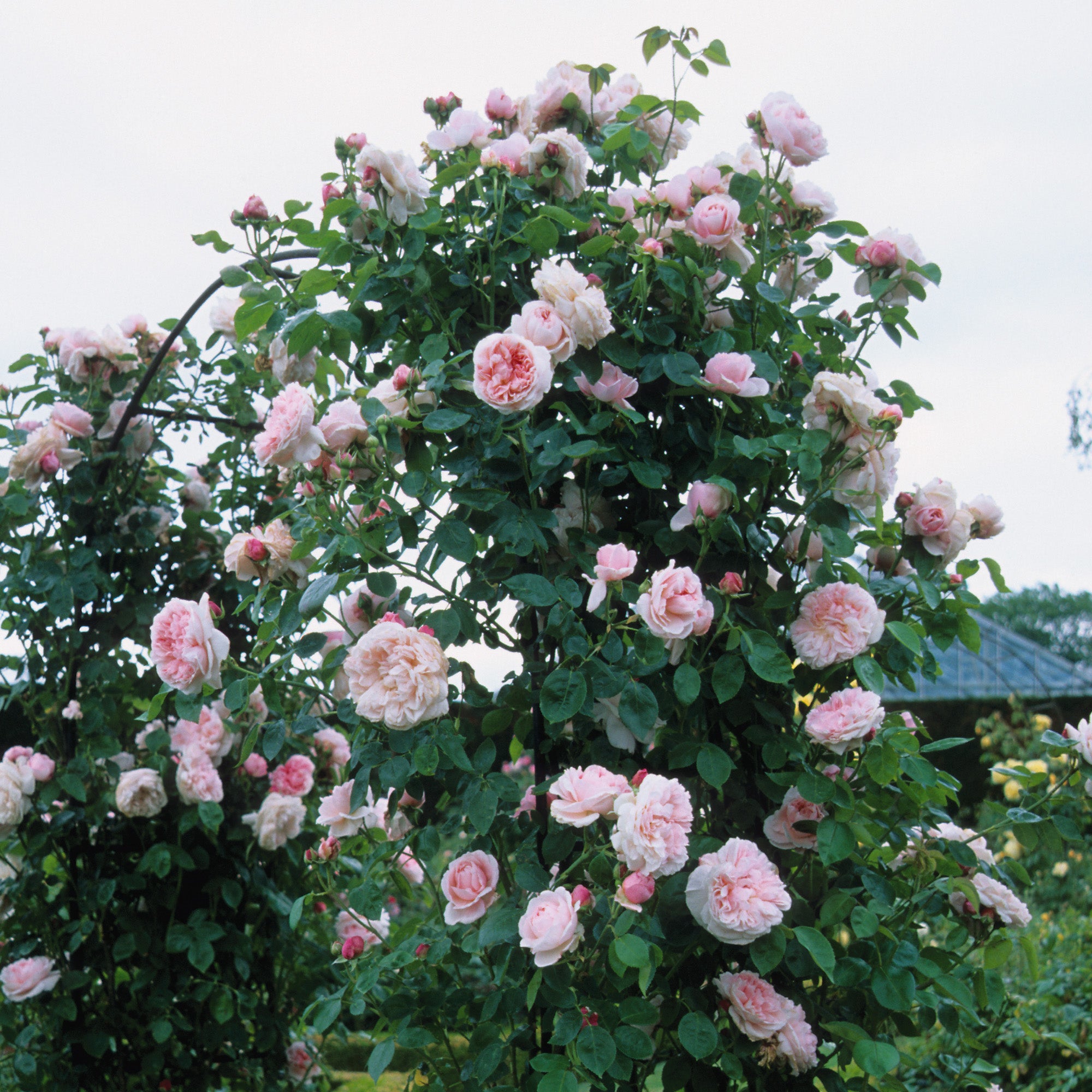 St. Swithun (Auswith) | English Climbing Rose | David Austin Roses