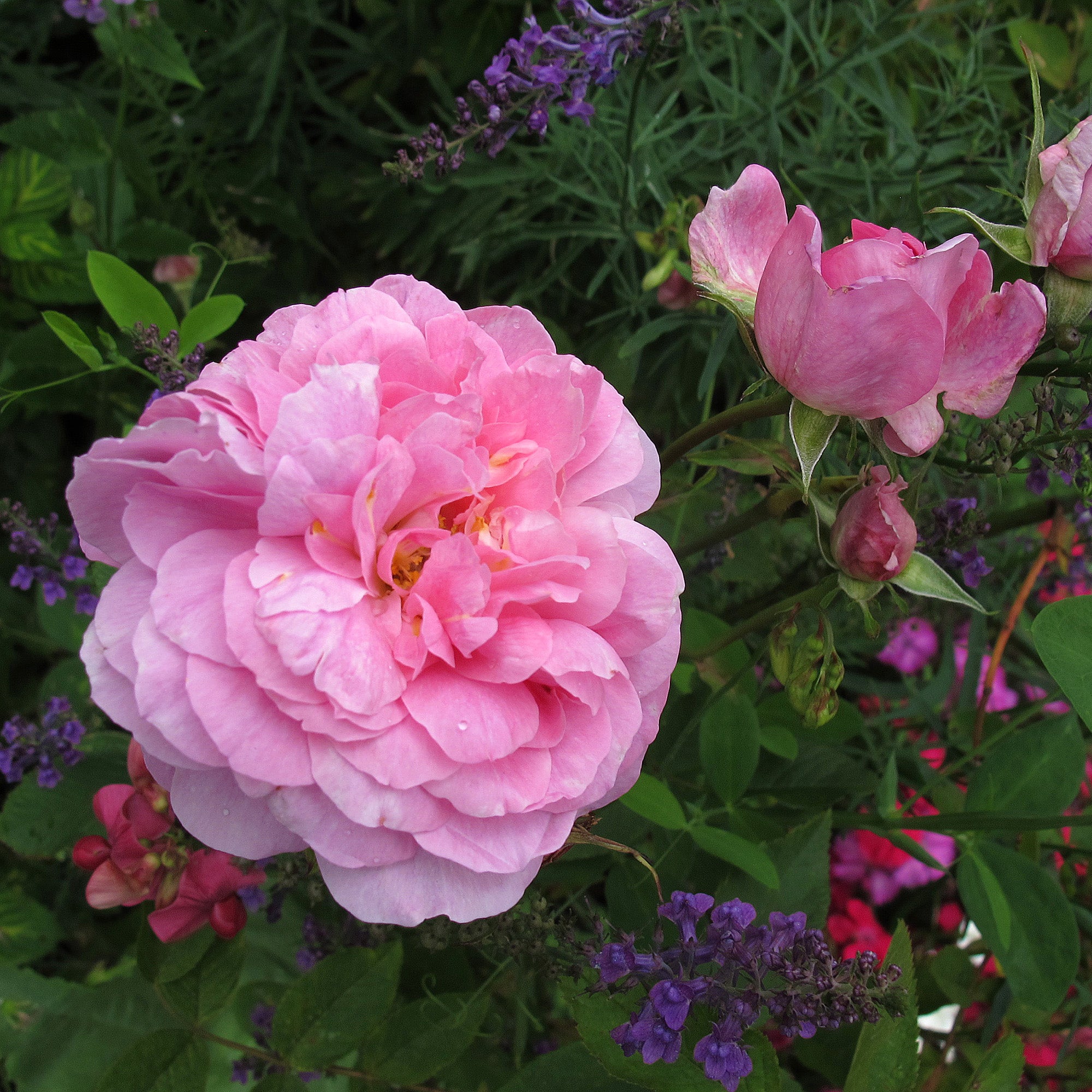 The Mayflower (Austilly) | English Shrub Rose | David Austin Roses