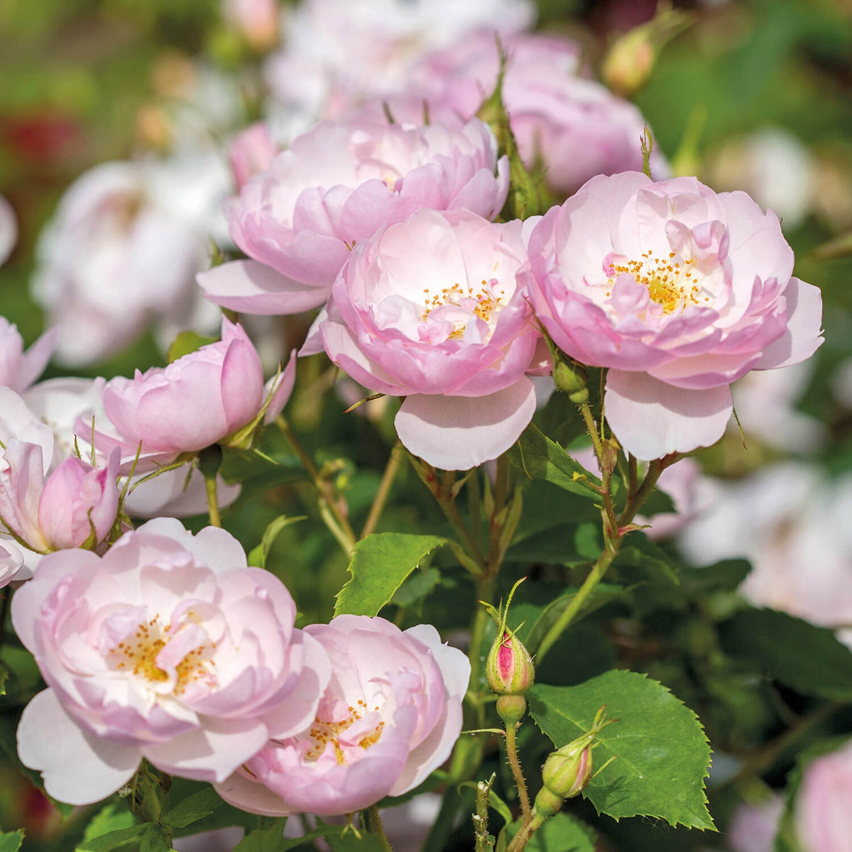 Coel Shrub Roses Scarborough Fair (Ausoran) | English Shrub Rose | David Austin Roses