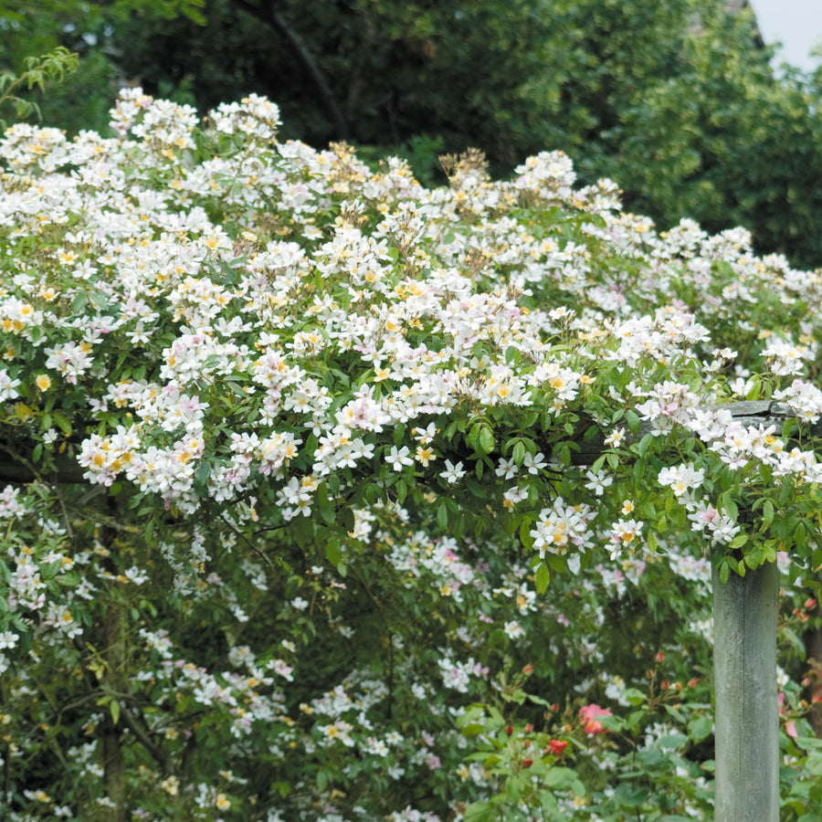 Single Roses | David Austin Roses