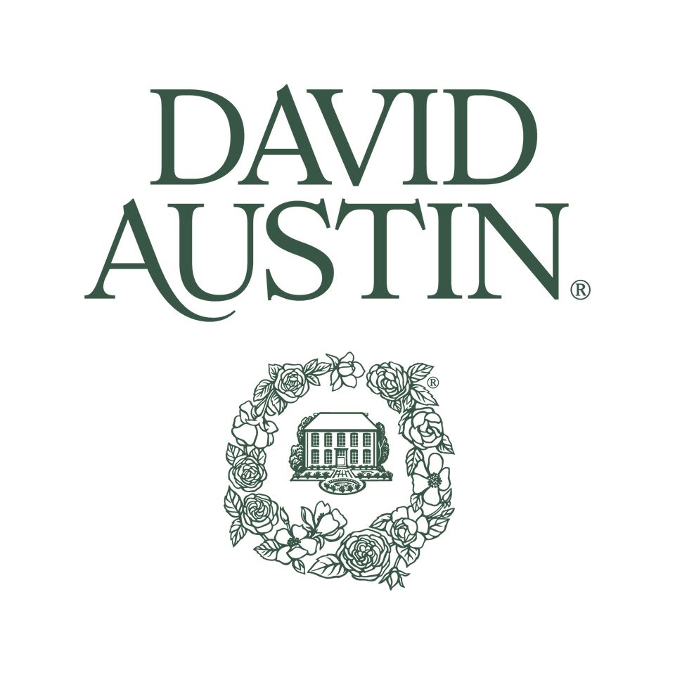 David Austin Roses - UK